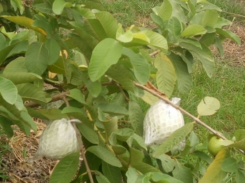 珍珠番石榴70~80mm/每天现摘现发