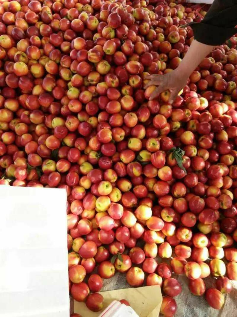 油桃山东优陆油桃，产地直销，品种多，一首货源，支持发货