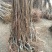 巨峰葡萄苗1年80~110cm