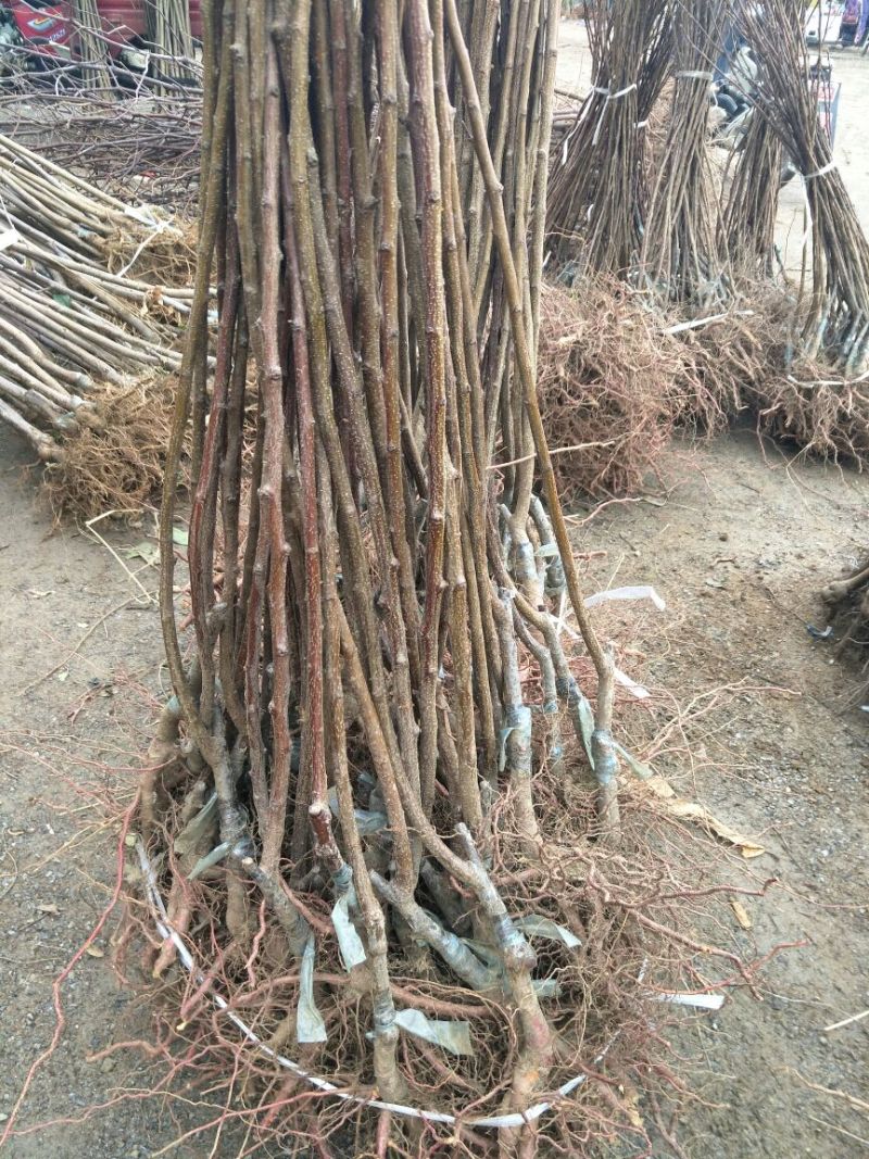 巨峰葡萄苗1年80~110cm