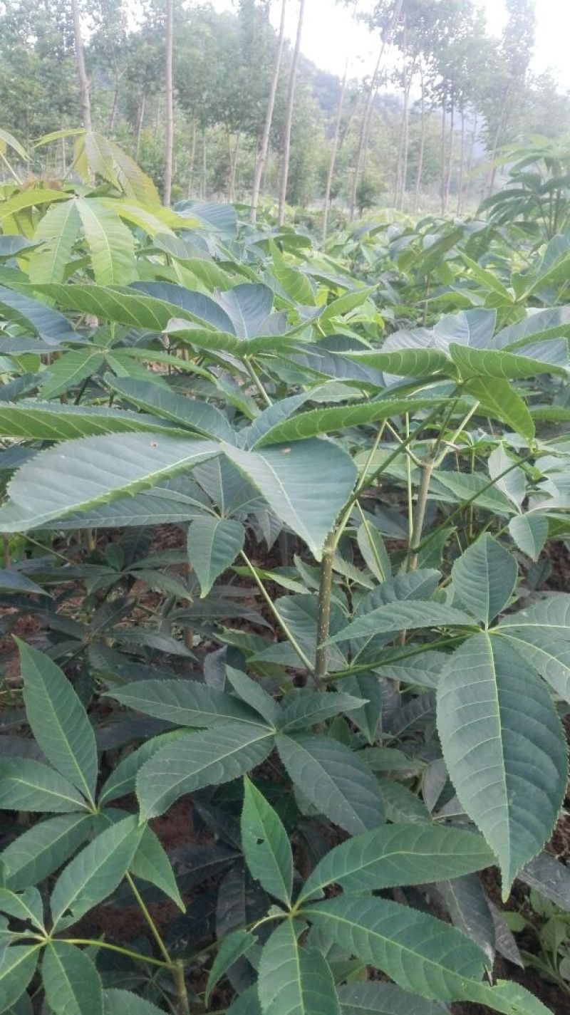 七叶树/娑罗树/嵩县彩叶花木优价供应七叶树2~18cm苗
