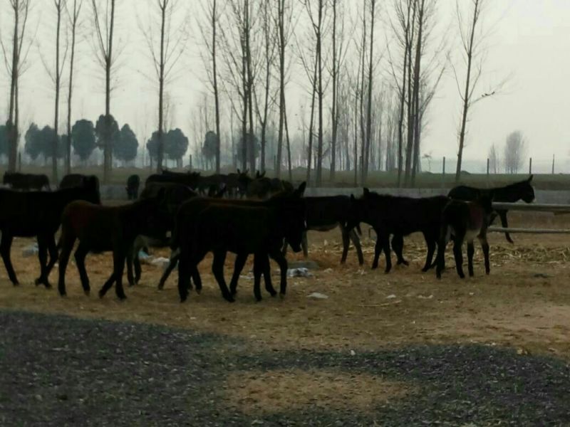 肉驴