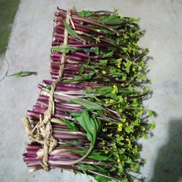 红菜苔20~30厘米