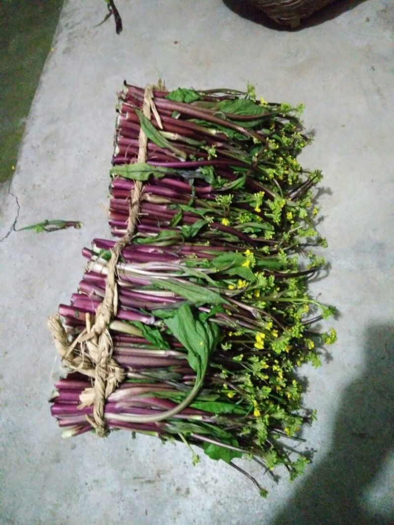 红菜苔20~30厘米