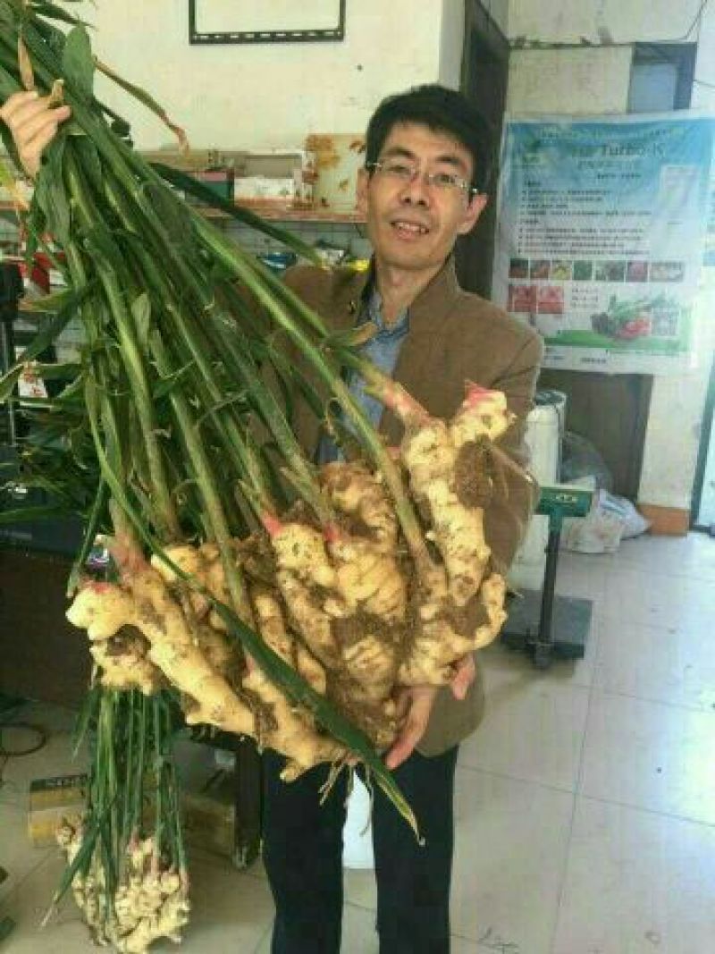 生姜批发✔产地直供✔品种齐全✔货源充足✔全国发货
