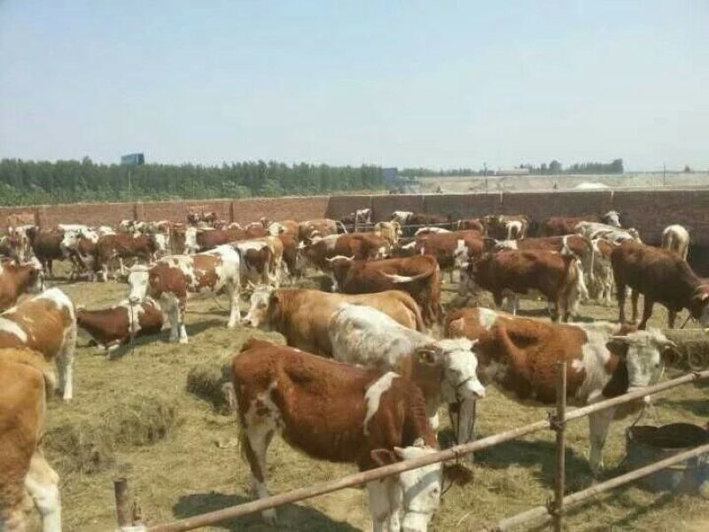 肉牛二百斤【货真价实，诚信经营】