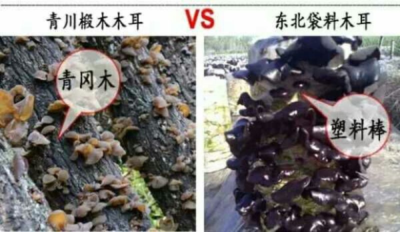 秋耳特级