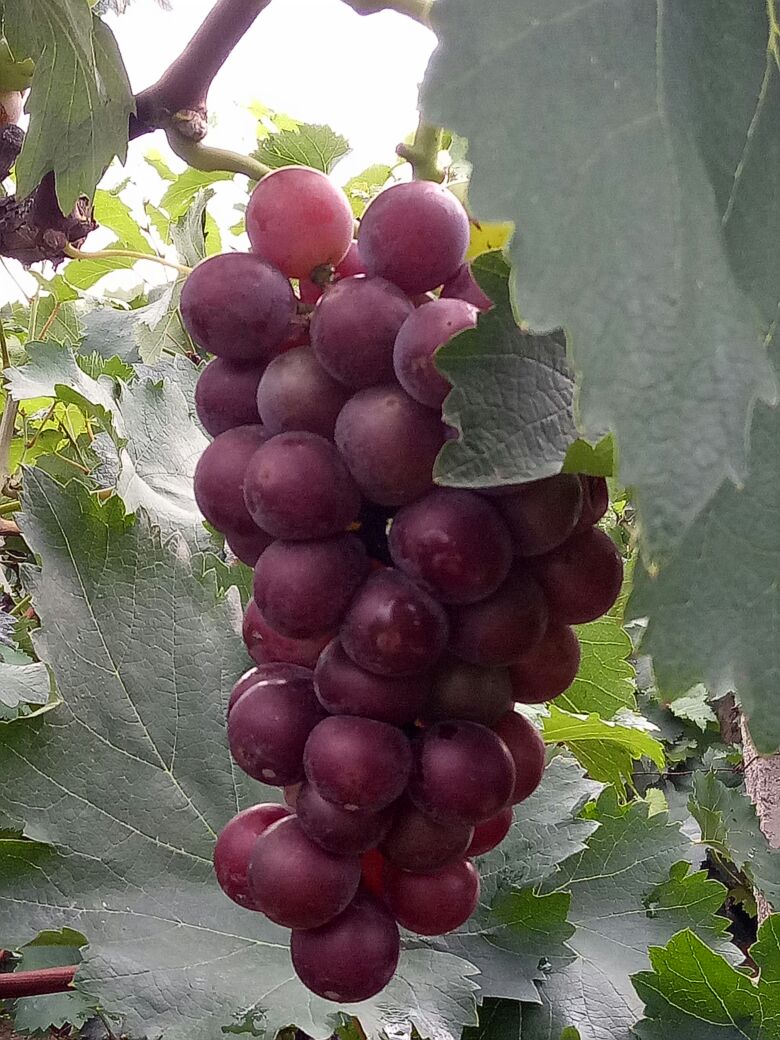 陕西渭南市临渭区巨峰葡萄 1~2斤 5%以下批发