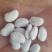 白豆