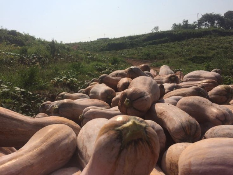 蜜本南瓜