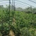 蓝莓8~10mm以上