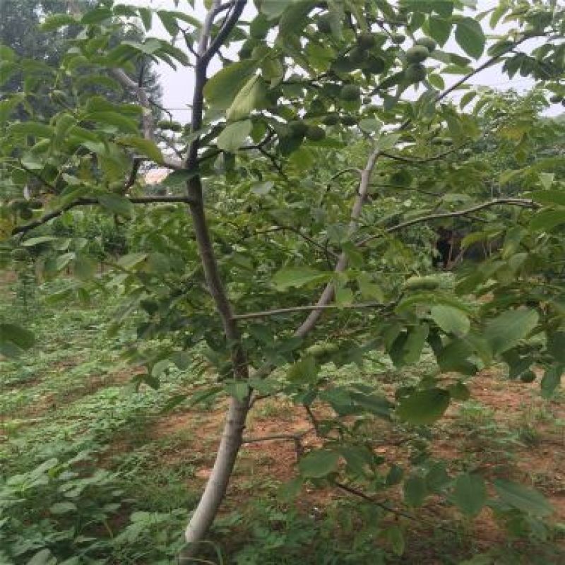 核桃苗100~150cm二年苗