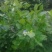 北高丛蓝莓4~6mm以上