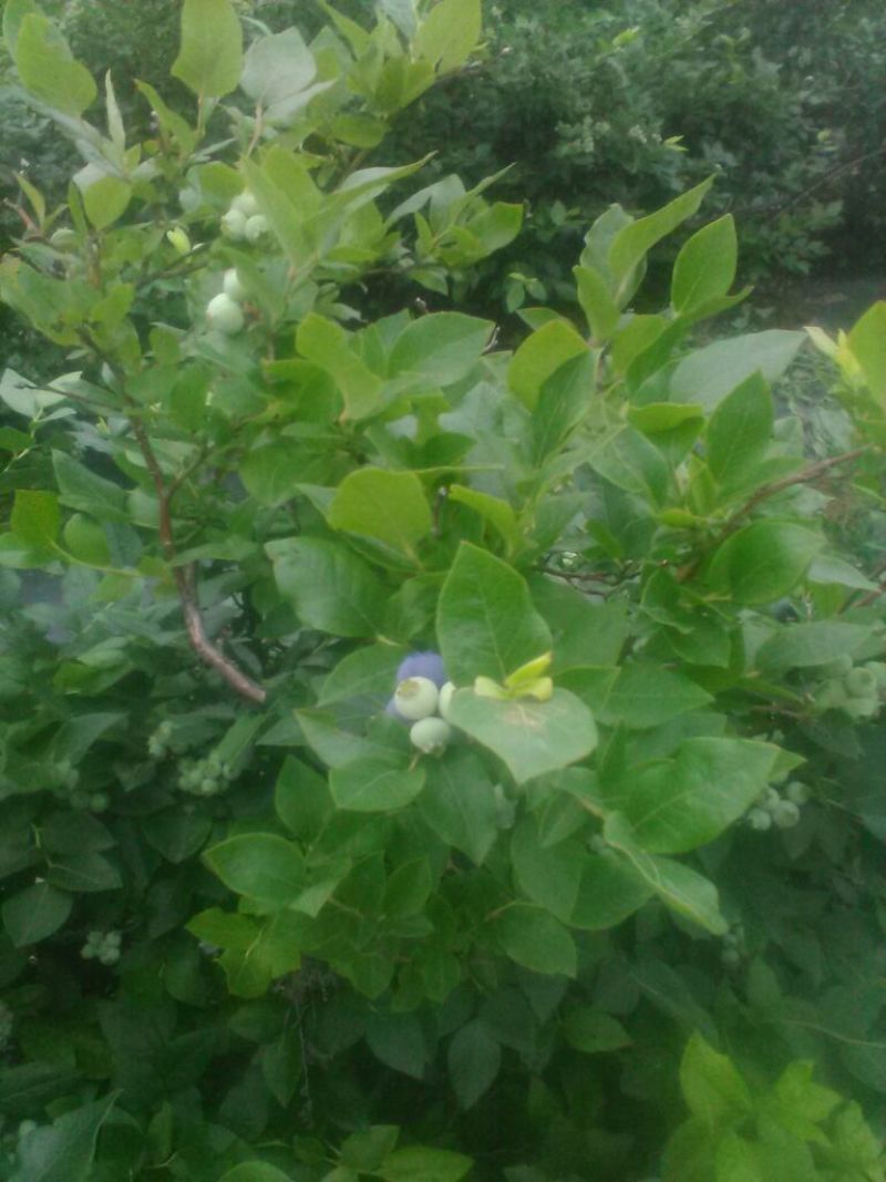 北高丛蓝莓4~6mm以上