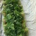 菠菜15~20厘米