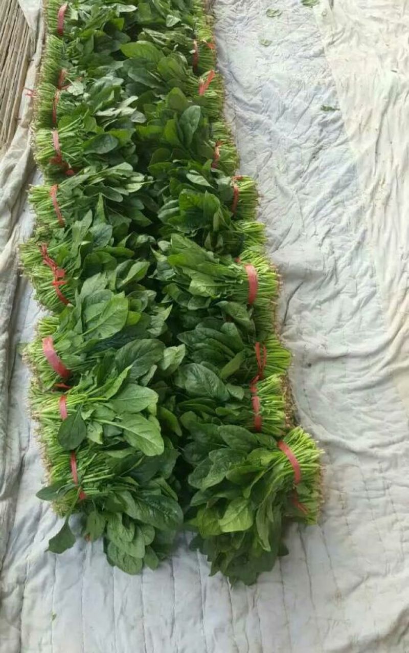菠菜15~20厘米