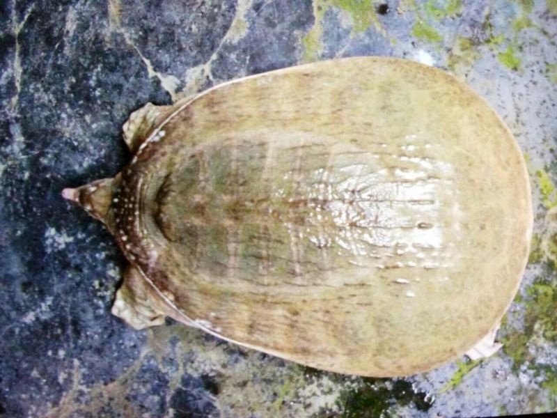生态甲鱼2.5~3斤