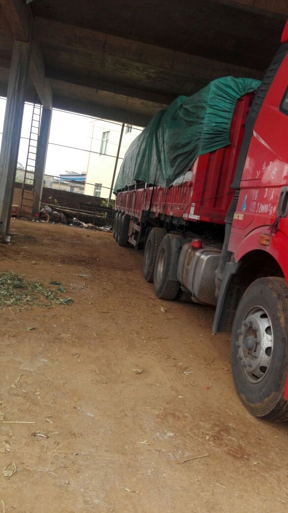 杂交种类菠萝广东湛江徐闻县_批发_供应-一亩