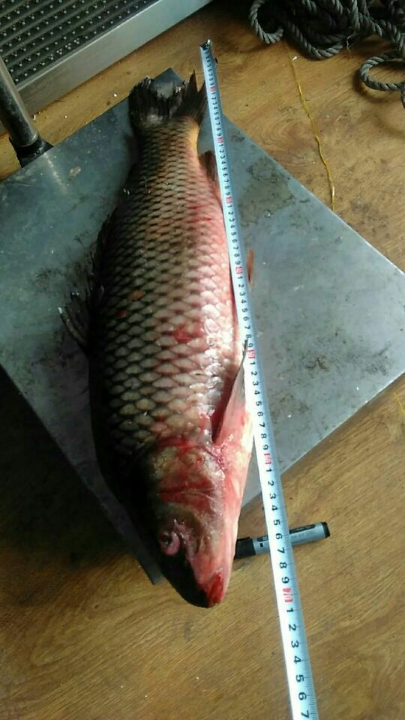鲫鱼食用