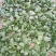 黑叶菠菜10~15厘米