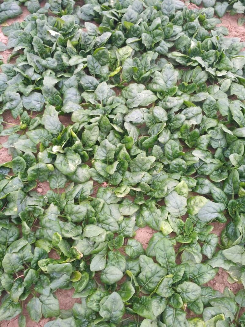 黑叶菠菜10~15厘米
