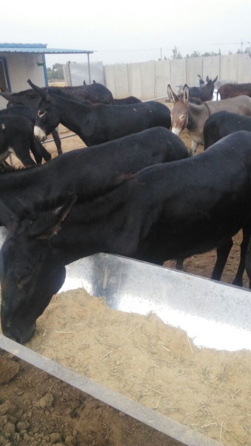 肉驴200~400斤