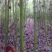 青枫201~230cm