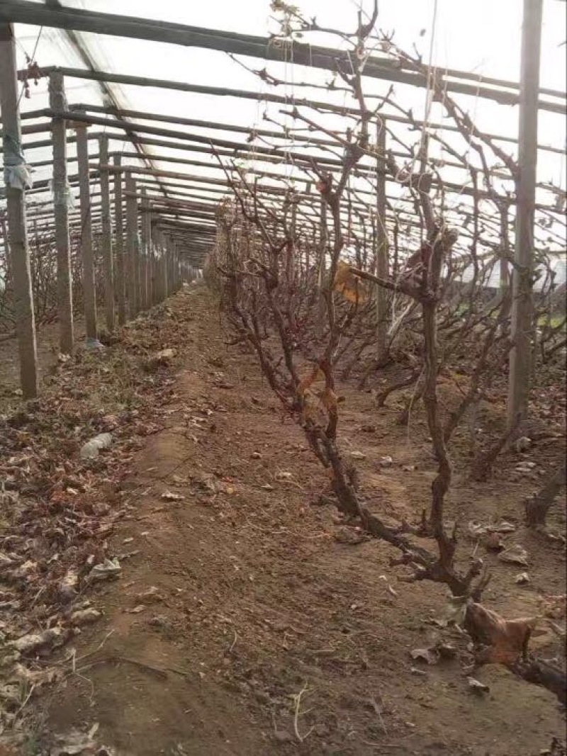 葡萄树清地处理中，一棵也是批发价格，需要的抓紧联系