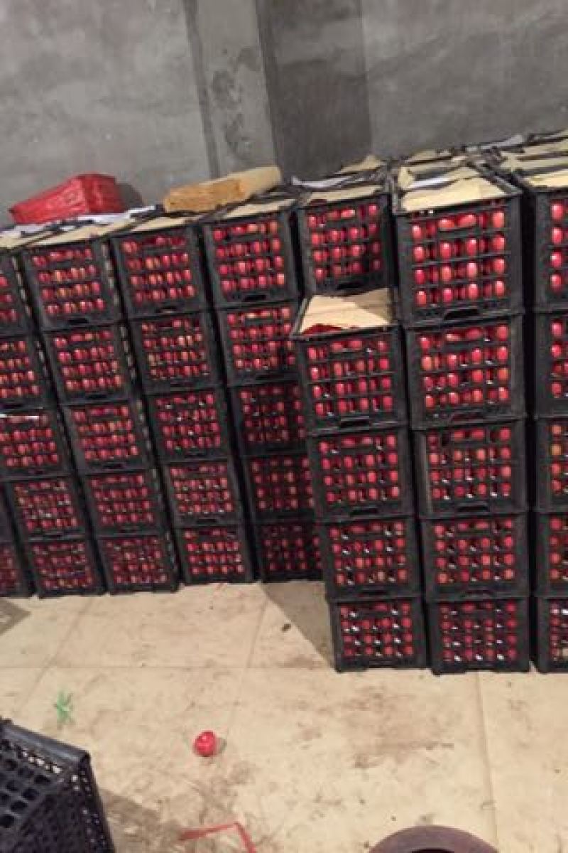 硬粉西红柿全新上市欢迎各路朋友前来收购