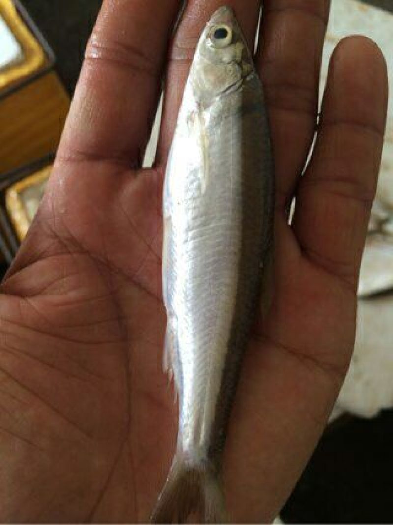 鱼干日晒鱼干