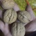 薄皮核桃