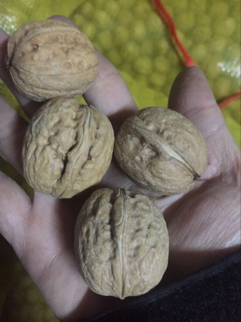 薄皮核桃