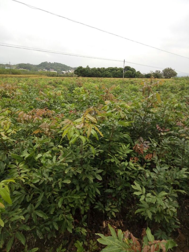 桂圆苗优良桂圆嫁接树苗，储良，石夹，四季龙眼