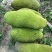菠萝蜜10~20公斤档口批发电商代发