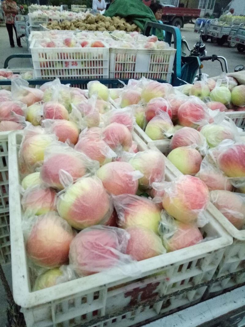 苹果75mm以上膜袋