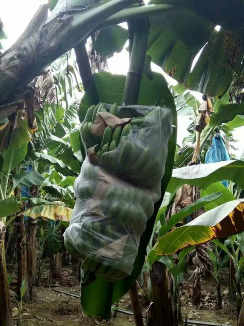 巴西香蕉七成熟