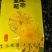 菊花茶开花