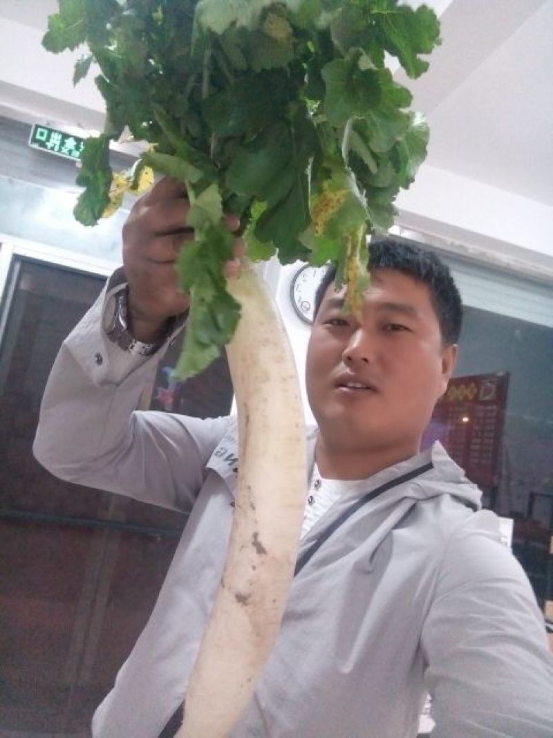 青皮白萝卜2~2.5斤起