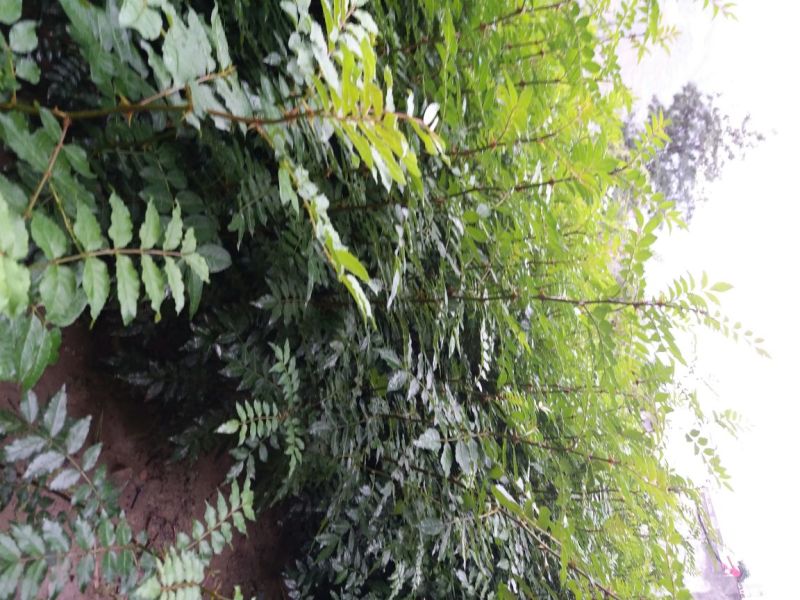 地径0.6-08cm花椒苗实生苗1~2年