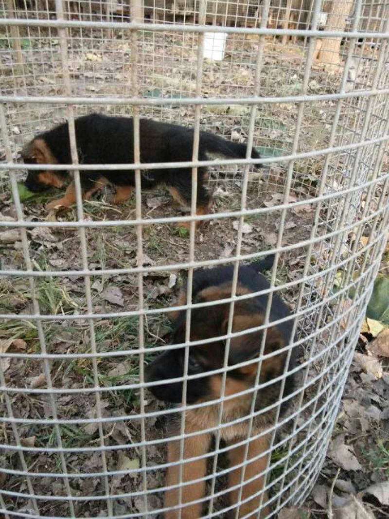 德国牧羊犬公德牧幼犬出售公母都有任意挑选