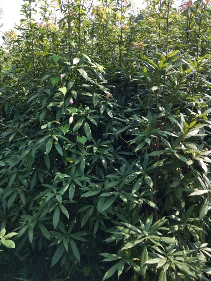 金丝楠木小苗，小叶桢楠价格，8-15cm移栽金丝楠木树价