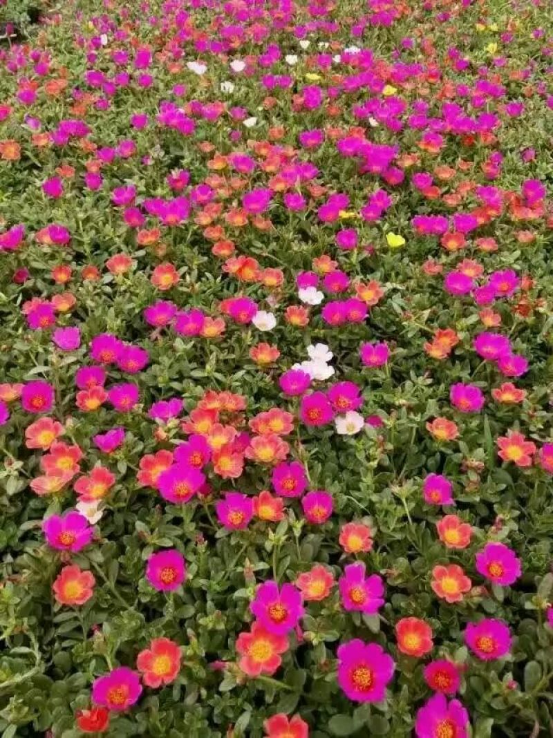 一串红