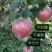 红富士苹果75mm以上纸+膜袋