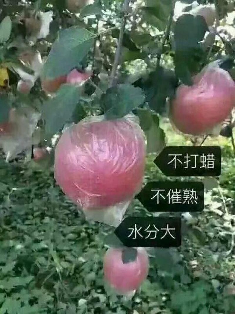 红富士苹果75mm以上纸+膜袋