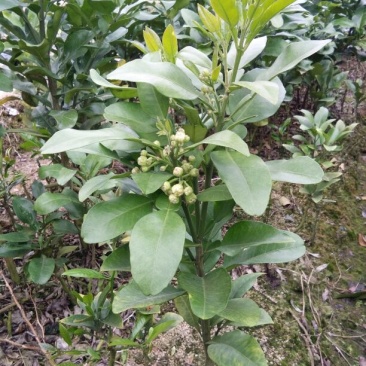柚子树30~50cm