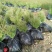 容器袋侧柏现场现挖农户直接发货一袋一苗苗粗种植面积大