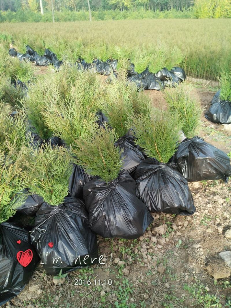 容器袋侧柏现场现挖农户直接发货一袋一苗苗粗种植面积大