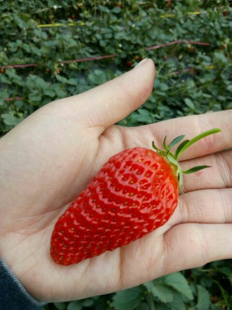草莓苗章姬草莓苗产量高