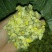 怀菊花袋装