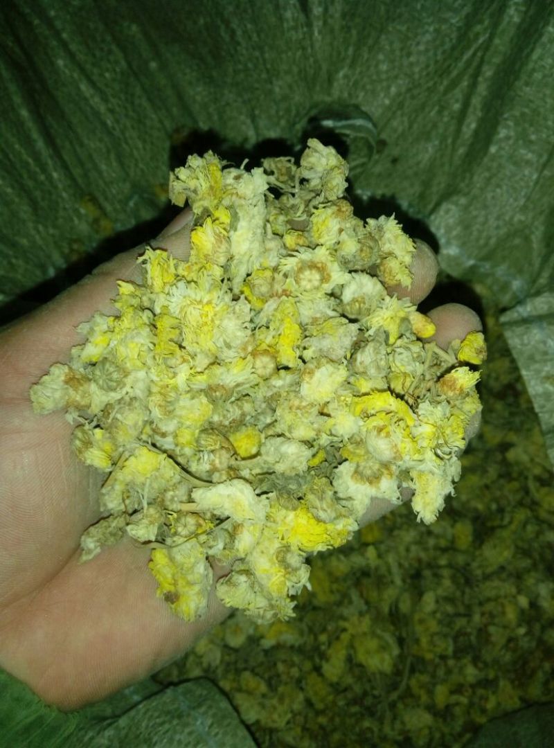 怀菊花袋装